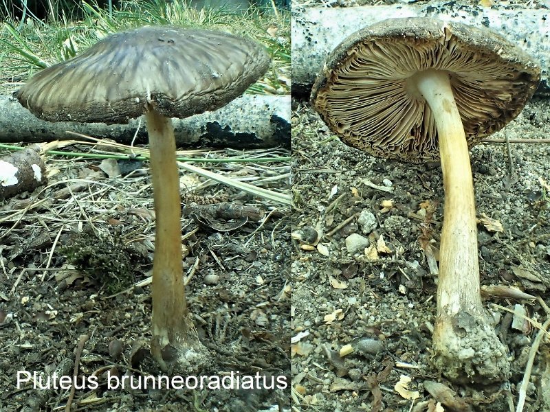 Pluteus brunneoradiatus-amf1482.jpg - Pluteus brunneoradiatus ; Nom français: Plutée à fibrilles brunes